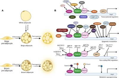 Molecular and cellular regulation of thermogenic fat